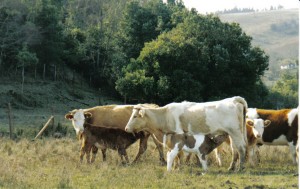 George Turismo en Chile en Chill&aacute;n |  Vacacion en campo c/diversion incluida al arrendar caba&ntilde;a, Pesca truchas ande a caballo, paseo e/carreta, baje en kajak