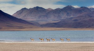 Ignacio Turismo en Chile en San Pedro de Atacama |  Gastronomia y vinos en san pedro de atacama, Tour privados