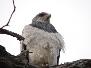 Rodolfo Diaz Miranda Turismo en Chile en Punta Arenas |  Turismo mercury nacimos en la ciudad de punta arenas patagonia chilena, Y estamos hace 14 a&Ntilde;os dedicados al turismo avistamiento de aves 