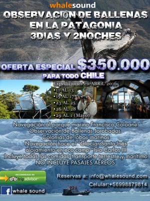 Sandra Barba Turismo en Chile en Punta Arenas |  Observacion de ballenas en la patagonia , Ballenas patagonia ciencia navegacion chile oferta glaciar