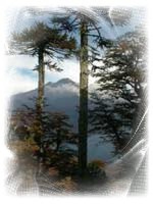 Claudio Tejos Castro Turismo en Chile en Temuco |  Vive y Disfrata  la Araucania, Kutralco Expediciones