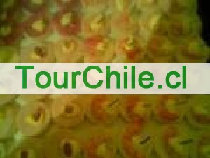 maria Anuncios gratis en Santiago |  canape empanaditas sra maria 56956444689, pastelitos tapaditos brochetas todo para su fiesta calidad variedad