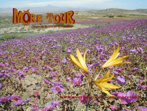 More Tour Turismo en Chile en La Serena |  More Tour Agencia de Viajes y Turismo  Desierto Florido Atacama Chile, Tour Desierto Florido de Atacama