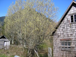 WALDEMAR PLAZA Turismo en Chile en Puerto Varas |  EN RALUN SECTOR COCHANO 150 H&Aacute;S A LA VENTA PARA CAMPO AVENTURA, A UNA HORA DESDE PTO.VARAS VISTA ESTUARIO DE RELONCAVI MUCHO BOSQUE NATIVO