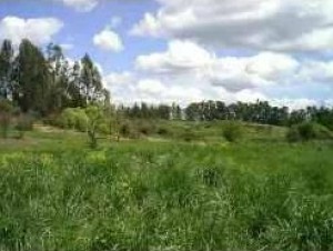 Alejandra Velasquez Turismo en Chile en Melipilla |  Parcelas en  sector de Melipilla camino a Rapel a una hora de Santiago, Parcelas de 5000 m2 vende su due&ntilde;o
