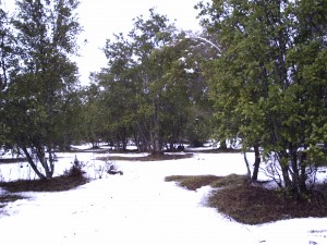 Fabiola Turismo en Chile en Puc&oacute;n |  HERMOSAS PARCELAS A LA VENTA EN PUCON, PARCELAS DE 5000 METROS DE SUPERFICIE...