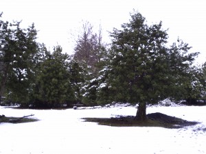 Fabiola Turismo en Chile en Puc&oacute;n |  PARCELAS A LA VENTA EN PUCON..., HERMOSO ENTORNO NATURAL...