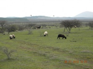 Parcelas Chile Turismo en Chile en San Javier |  Parcela 5.000 mt2 $100.000 36 Cuotas , $100.000 Ruta Los Conquistadores...