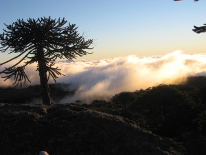 Edgar Mu&ntilde;oz Anuncios gratis en Cañete |  Visita el Territorio Arauco, Belleza Natural Historia y Cultura Ancestral