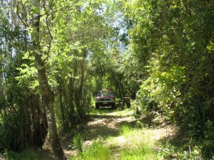 Jos&egrave; V&agrave;squez Turismo en Chile en Yumbel |  Vendo parcela con estero y arboles nativos, Ideal para proyecto turisticos
