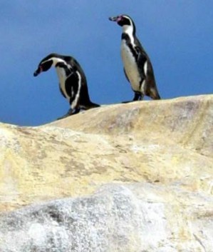  Turismo en Chile en Cha&ntilde;aral Alto |  ISLA DAMAS, RESERVA NACIONAL PING�INO DE HUMBOLDT - D&iacute;a Completo, Isla Damas forma parte de la Reserva Nacional Ping�ino de Humboldt