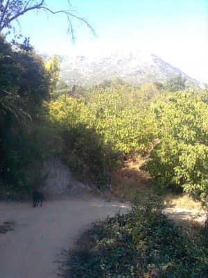 nicol Turismo en Chile en Olmu&eacute; |  las palmas camping, la naturaleza alrededor