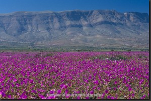 DIAGUITUR Turismo en Chile en Vallenar |  DESIERTO FLORIDO- VIAJES, GUIA- CHOFER tour al Valle del Huasco